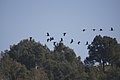 Volo di migratori 1 sul lago dell'Angitola.jpg