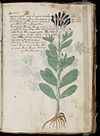 Voynich Manuscript (35).jpg