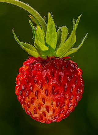 Wild strawberry (Fragaria vesca) in a garden in Bamberg. Focus stack of 20 frames.