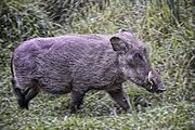 Warthog, Ethiopia (10115363456).jpg