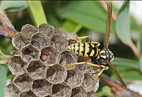 Polistes dominula(Vespidae) Paper wasp