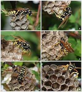 Avrupa eşek arısı (Polistes dominulus) tarafından kurulan bir koloni (Üreten: Alvesgaspar)