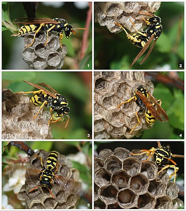 A new wasp colony