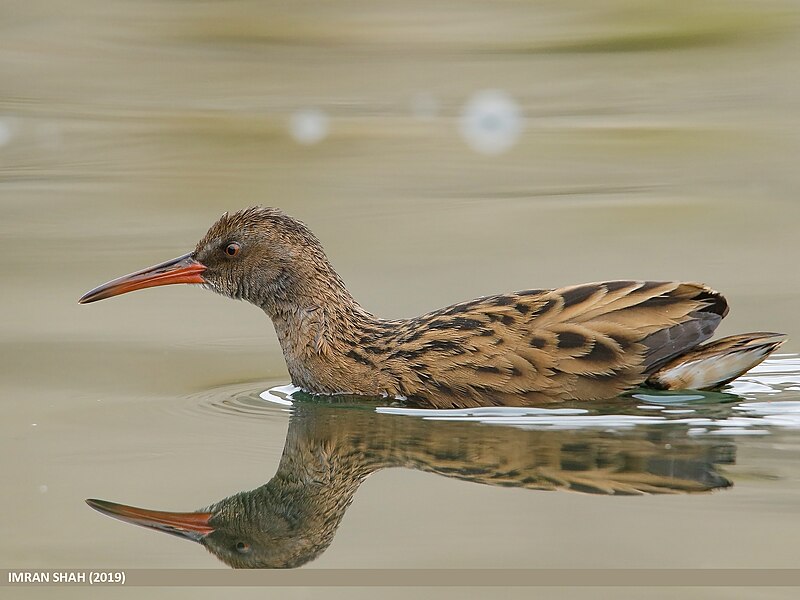 File:Water Rail (Rallus aquaticus) (49539584727).jpg