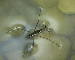 Description de l'image WaterstriderEnWiki.jpg.