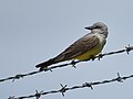 Thumbnail for File:Western Kingbird (48082809723).jpg