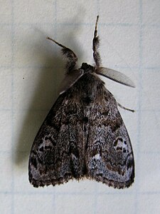 Western Tussock Moth.jpg