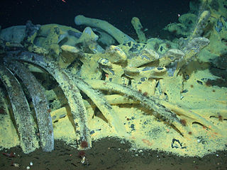 Whale fall Whale carcass in an ocean bathyal or abyssal zone, and the resulting ecosystem