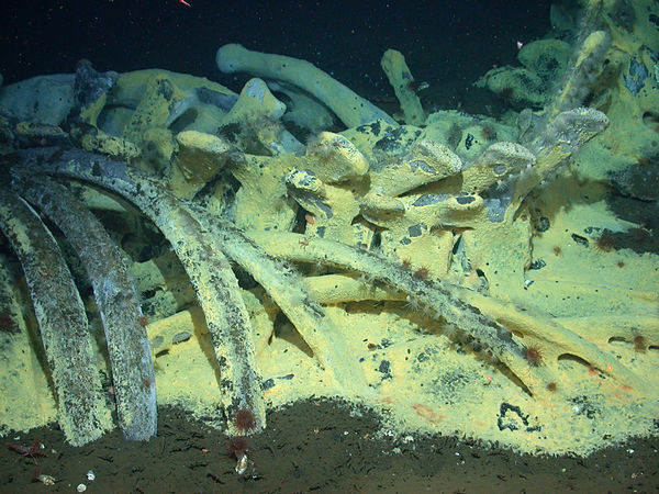 A chemoautotrophic whale-fall community in the Santa Cruz basin off southern California at a depth of 1,674 m (5,492 ft), including bacteria mats, ves
