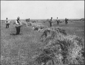 Wheat field on Dutch flats near Mitchell, Nebraska, 1910