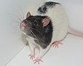 Macrovibrissae of a Hooded Lister laboratory rat.