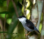 White-bearded Manakin (Manacus manacus).jpg