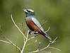 White-browed Woodswallow Samcem.JPG