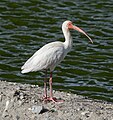 * Nomination White ibis at the Ocean City Welcome Center --Rhododendrites 12:41, 23 May 2024 (UTC) * Promotion  Support Good quality. --Velvet 06:23, 24 May 2024 (UTC)