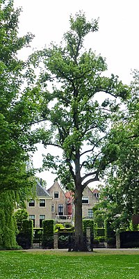 Miniatuur voor Oranjeboom (herdenkingsboom) in Gouda