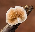 * Nomination Crepidotus variabilis s.l. on a dead twig. Focus stack of 11 photos. --Famberhorst 06:14, 20 January 2021 (UTC) * Promotion Good quality --Michielverbeek 06:21, 20 January 2021 (UTC)