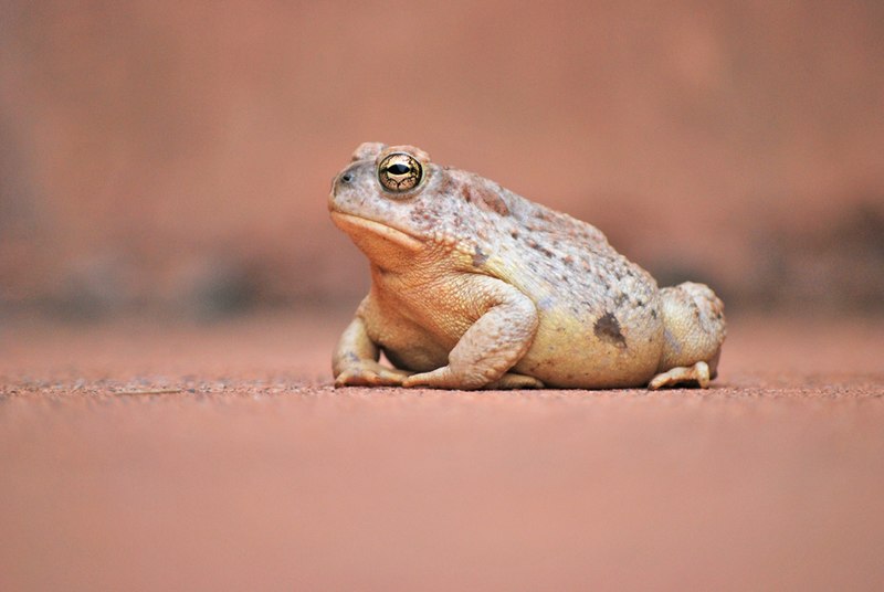 File:Woodhouse's Toad Zion.jpg