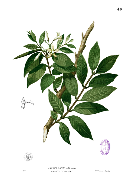 File:Wrightia pubescens Blanco1.40.png