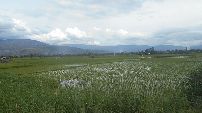 File:Wuasa Lembah Napu.jpg