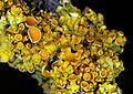 * Nomination Xanthoria parietina --Holleday 12:59, 4 March 2011 (UTC) * Promotion  Support Interesting. two flashes and F20 might be given a better result. Which would be helpful is to give systematically the dimensions of view. --Archaeodontosaurus 15:49, 4 March 2011 (UTC) Thank you for the tip!I will try it at the next picture--Holleday 19:44, 4 March 2011 (UTC)