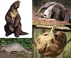 Xenarthra.jpg