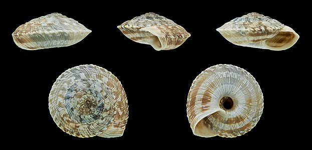 Xerocrassa homeyeri