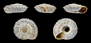 <i>Xerocrassa prietoi</i> Species of gastropod