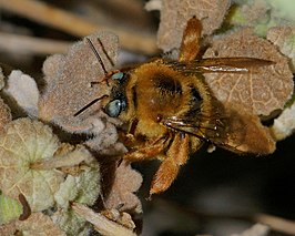 Xylocopa olivieri