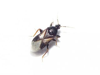 <i>Xylocoris cursitans</i> Species of true bug