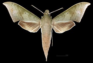 <i>Xylophanes hannemanni</i> Species of moth