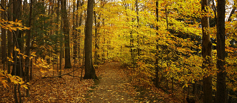 File:Yello forest.jpg