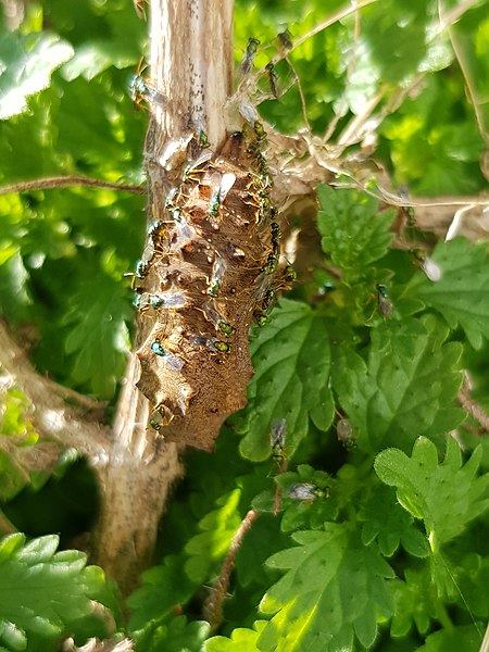 File:Yellow admiral (Vanessa itea) cocoon with Pteromalus puparum3.jpg