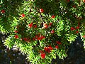 Backlit yew cones: the flesh of the aril is translucent