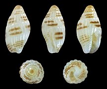 Zafra bilineata, shell