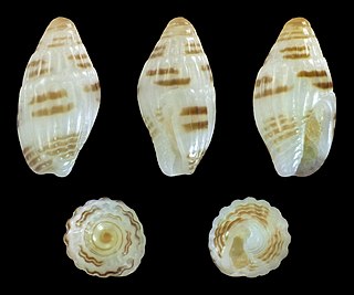 <i>Zafra bilineata</i> Species of gastropod