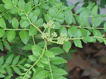 Zanthoxylum schinifolium