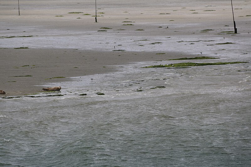 File:Zeehonden, Nationaal park Oosterschelde 11.jpg