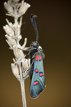 Zygaena lavandulae.jpg