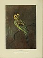 'Budgerigar', from an original painting by the Hon Alice Foljambe - 1904-04.jpg