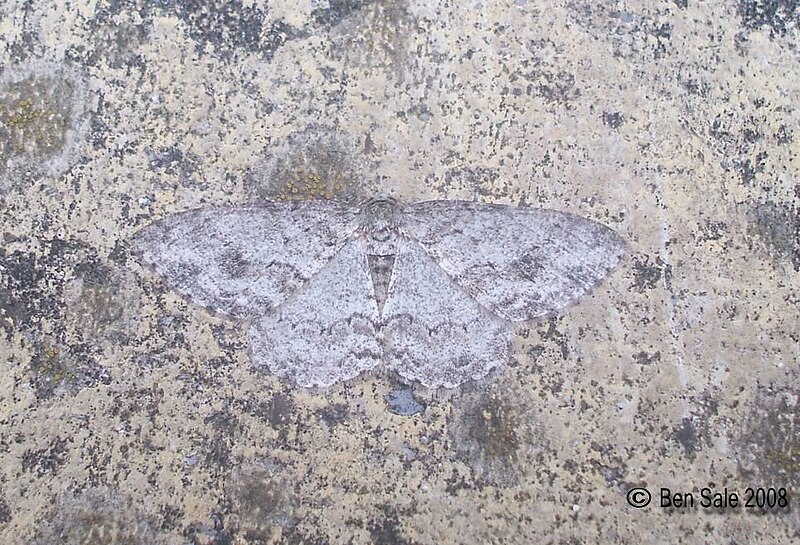 File:(1947) The Engrailed (Ectropis bistortata) (3143806625).jpg