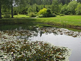 Ūdens rozes Kalsnavas arborētumā - panoramio.jpg