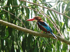 অসমত সচৰাচৰ দেখা পোৱা মাছৰোকা