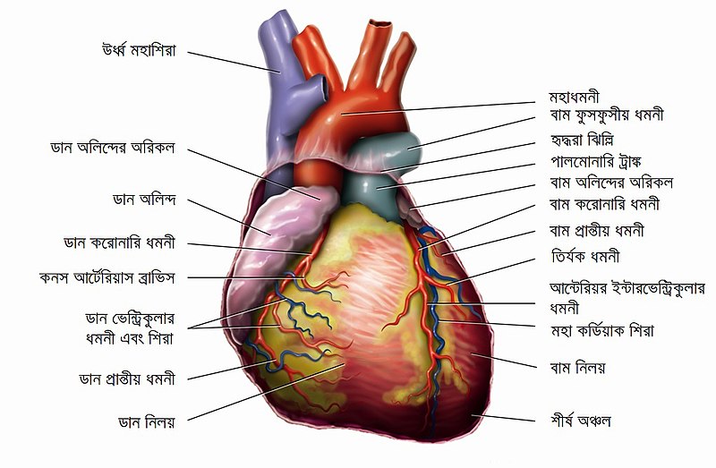 File:হৃৎপিণ্ডের শারীরস্থান.jpg