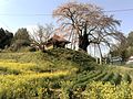 菜の花畑と不動桜