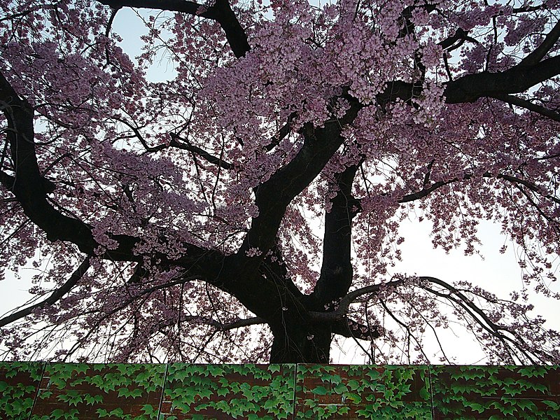 File:圓山公園 Maruyama Park - panoramio.jpg