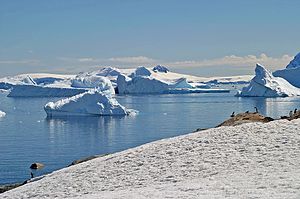00 2121 Antarktische Halbinsel - Cuverville Island.jpg