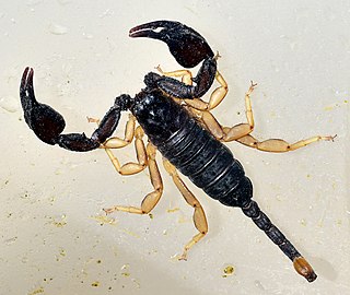<i>Tetratrichobothrius flavicaudis</i> Species of scorpion