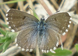 <i>Pseudophilotes panoptes</i> Species of butterfly