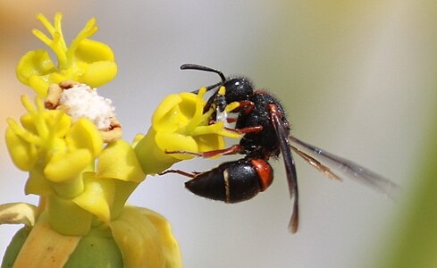 Alastor sp.