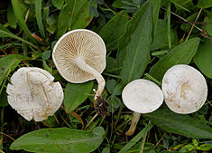 2007-08-29 Clitocybe rivulosa.jpg